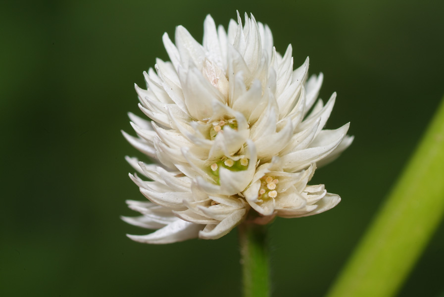 Alternanthera philoxeroides